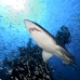 shark_tiger_sand_atlas_v_0376_nca0835.jpg